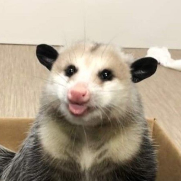 gallonofpossums